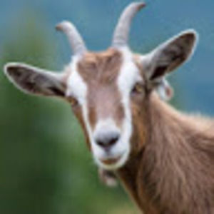 Meet your Posher, Jackson